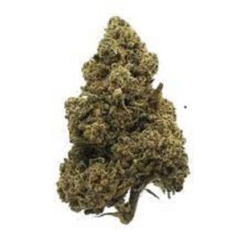 Amnesia Haze Strain