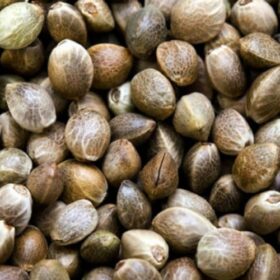 Blue Dream Seeds