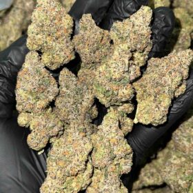 Cherry Gushers Strain