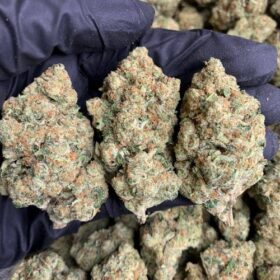 Chocolopez Strain