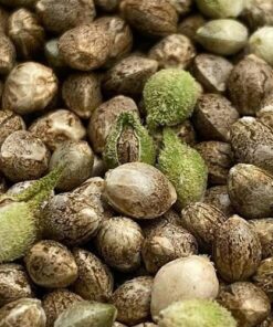 Colombian Gold Seeds