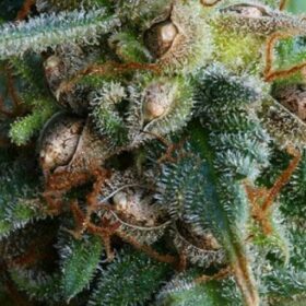Dos Si Dos 33 Seeds