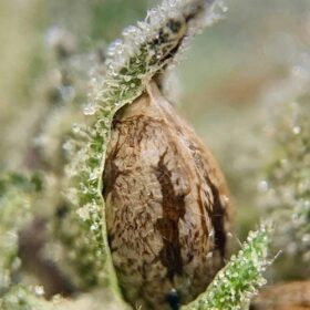 Fire OG Seeds