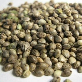 Gelato 41 Seeds