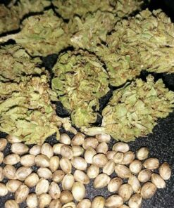 granddaddy purple seeds