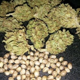Granddaddy Purple Seeds