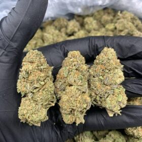 Green Crack Strain
