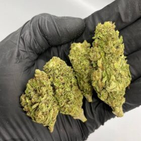Jillybean Strain
