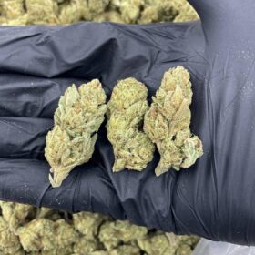 Lemon Haze