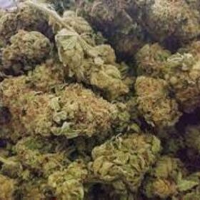 Mango Haze Strain