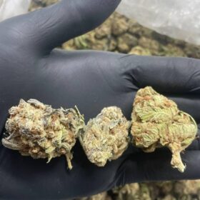 Maui Wowie