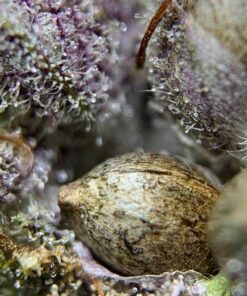 Purple Lemonade Seeds