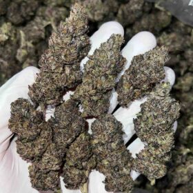 Purple Octane Strain