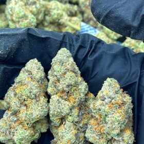 Sour Tangie