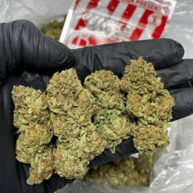 Cheesecake Strain