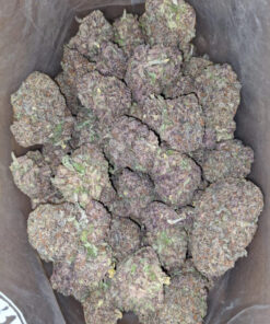 purple haze strain