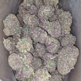 Purple Haze Strain