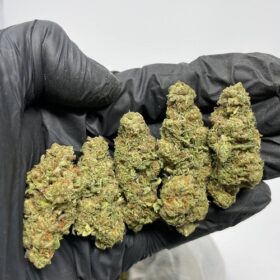 Marshmallow Strain