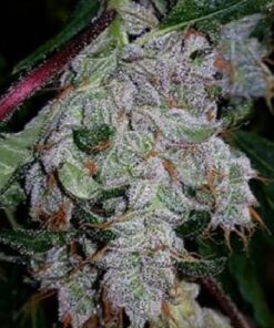 Marshmallow Strain1