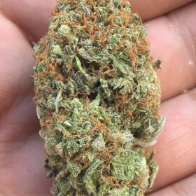 platinum kush mints strain
