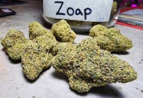 Zoap Weed Strain