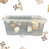 top health boosts you get from eating mushrooms daily