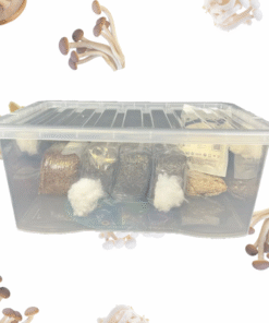 top health boosts you get from eating mushrooms daily