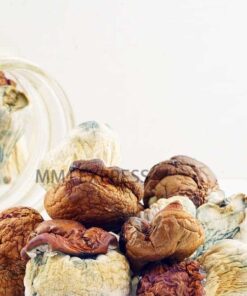 best places to hunt for mushrooms this season