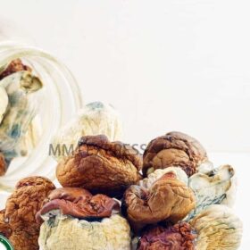 Shrooms – Dino Eggs