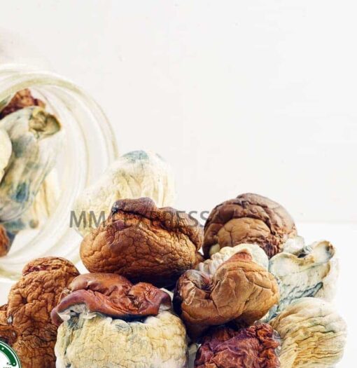 best places to hunt for mushrooms this season