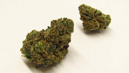 Finding White Runtz Strain Close to Home in 2025