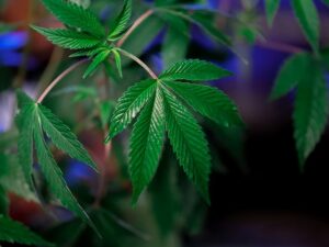 cannabis seo strategist