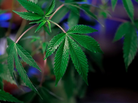 cannabis seo strategist