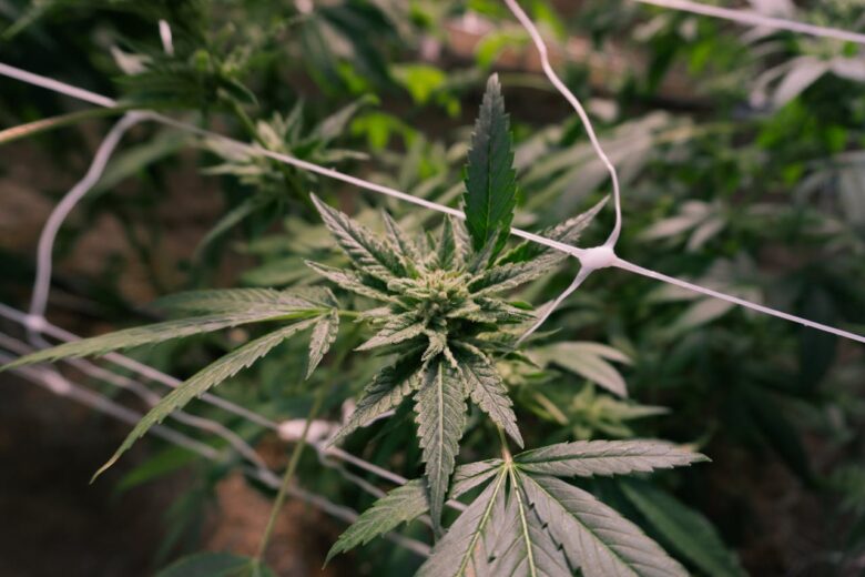 cannabis seo strategist